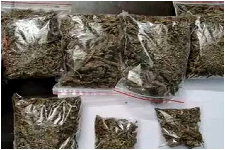 Cannabis Smuggling in Telangana