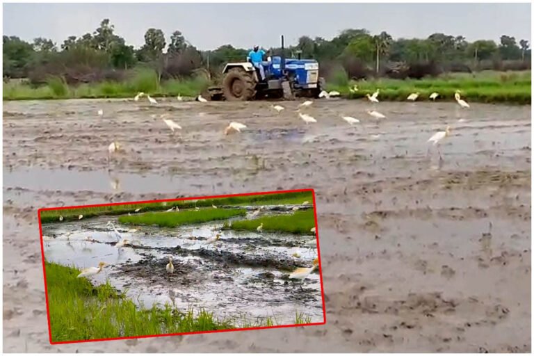 Egrets Searching Food