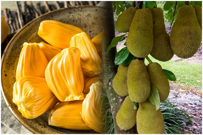 Jackfruit Health Benefits