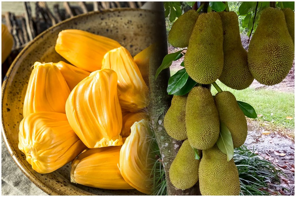 Jackfruit Health Benefits