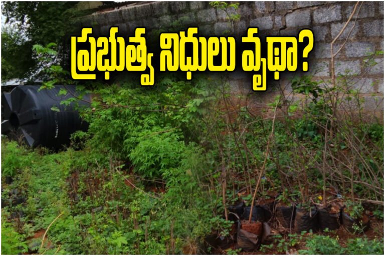 Nursery Saplings Wastage