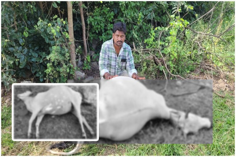 Bull Dies After Eating Poisonous Pellets