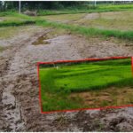 Paddy Farmers Water Crisis