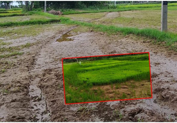 Paddy Farmers Water Crisis