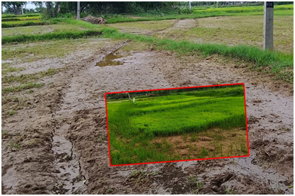Paddy Farmers Water Crisis