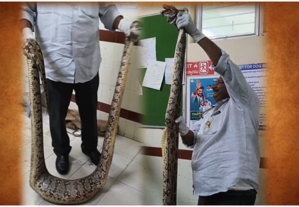 Jangaon Python Attack