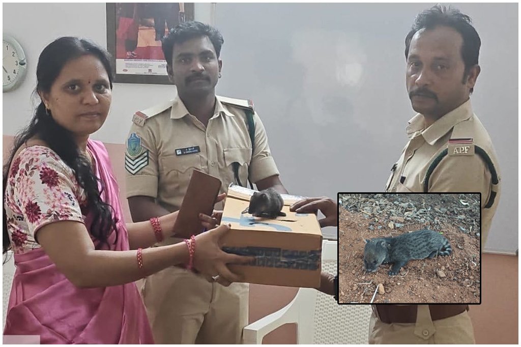 Small Indian Civet Rescue