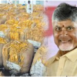 FCV Tobacco Prices Andhra Pradesh
