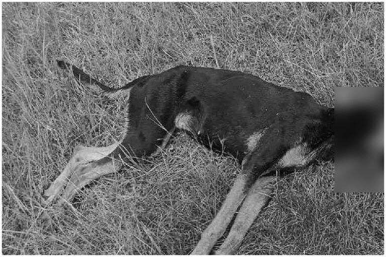 Mahabubabad Country Bomb Dog Death