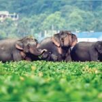Maharashtra Elephants