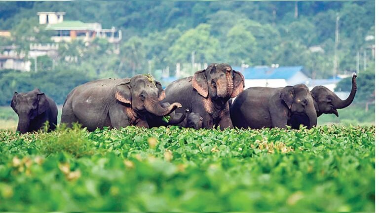 Maharashtra Elephants