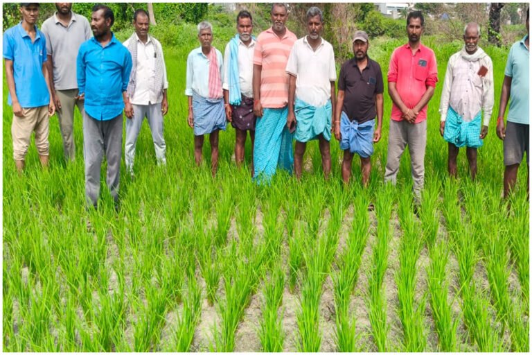 Nerella Irrigation Crisis