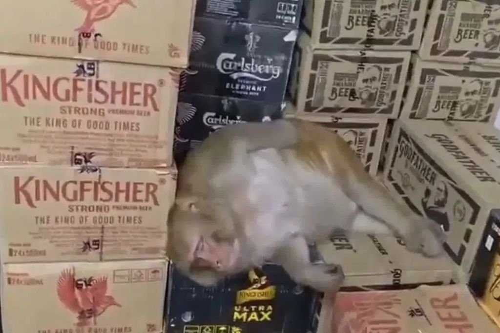 Ranchi Monkey