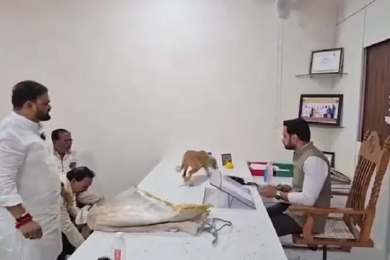 Stray Dogs