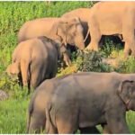 Chhattisgarh Elephant Attack