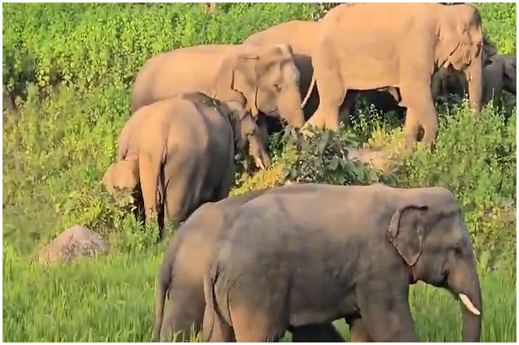 Chhattisgarh Elephant Attack