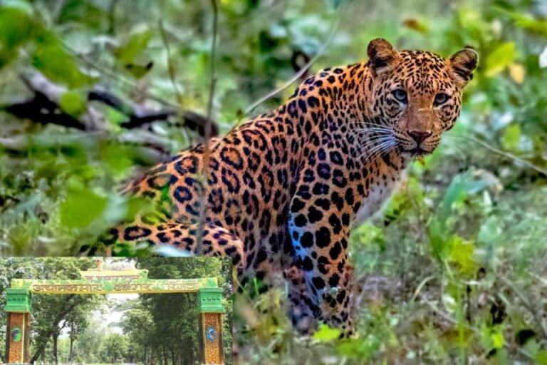 Achanakmar Tiger Reserve