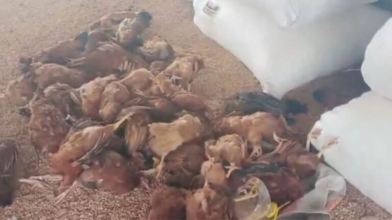 Anantapur Bird Flu