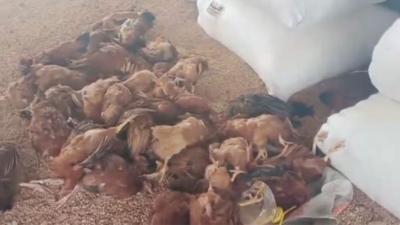 Anantapur Bird Flu
