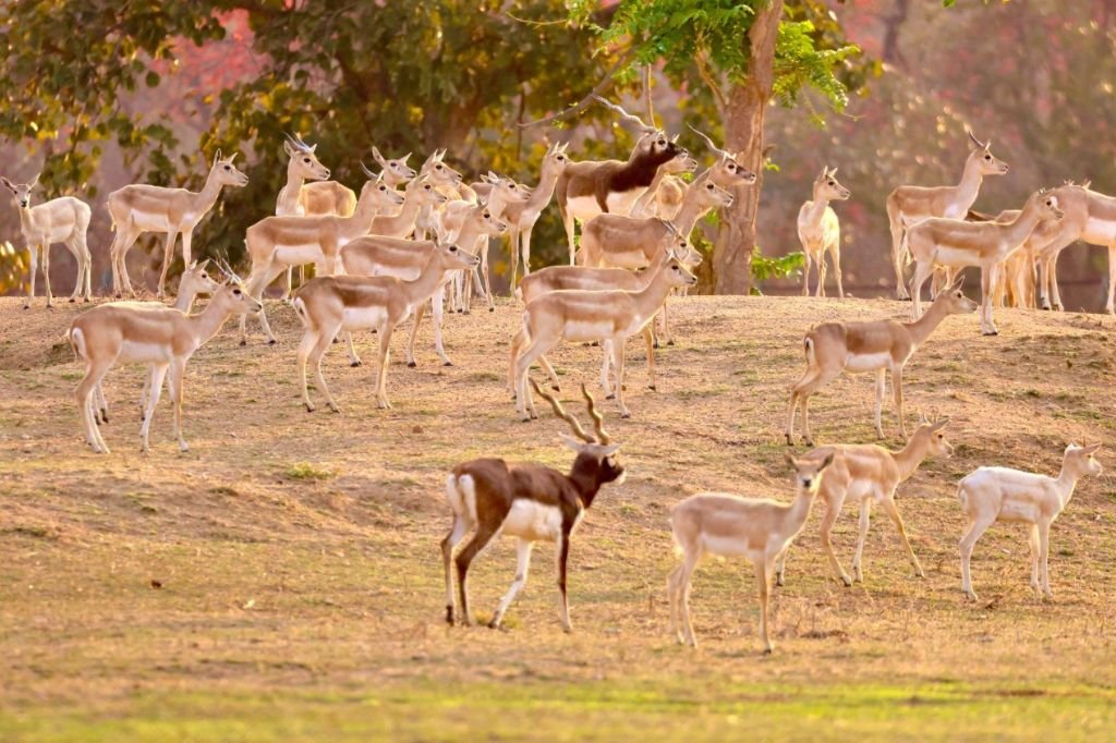 Blackbuck