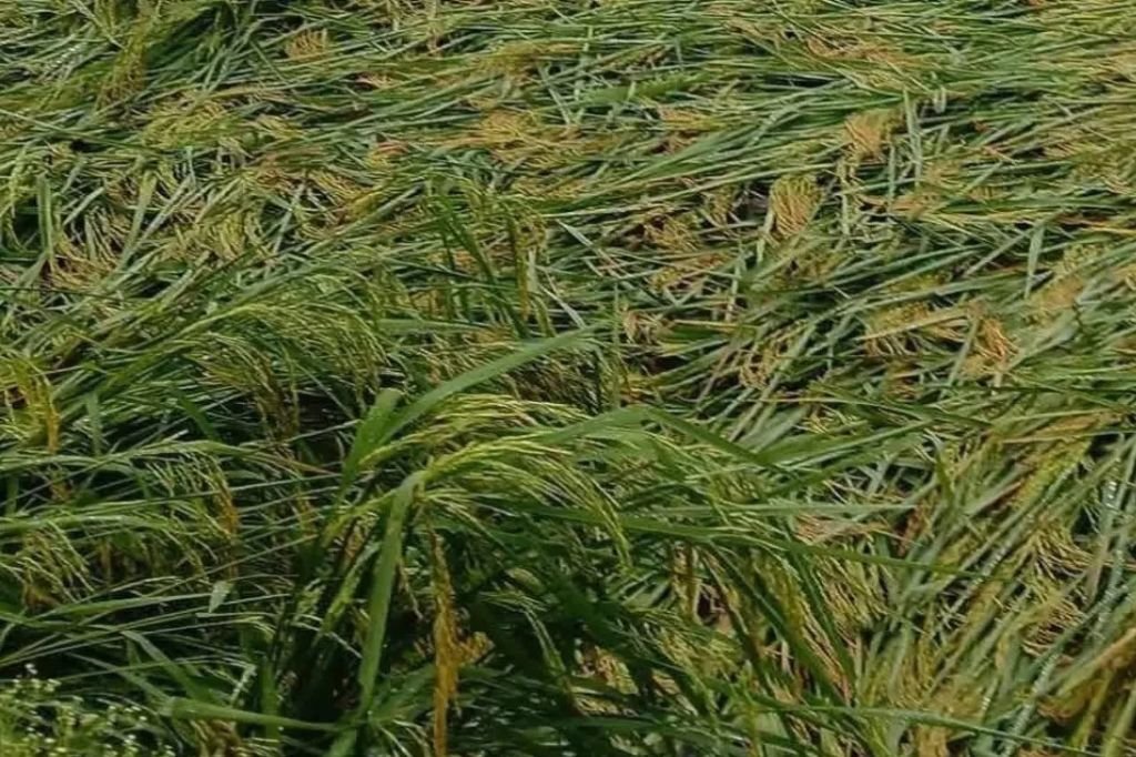 Chhattisgarh Farmers