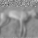 Dhule 16 Dogs Poisoning Case