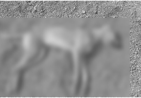 Dhule 16 Dogs Poisoning Case