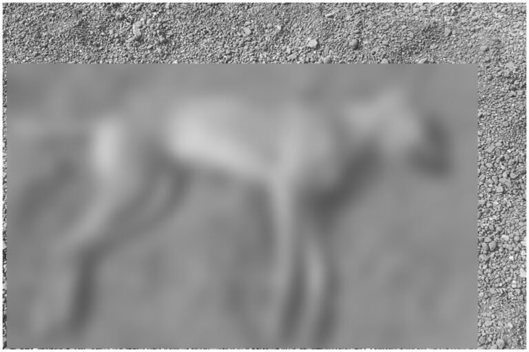 Dhule 16 Dogs Poisoning Case