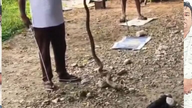 Gajuwaka Snake Incident