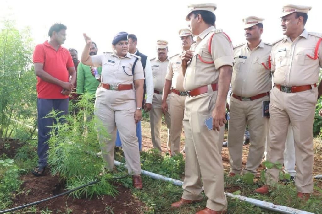 Ganja Cultivation