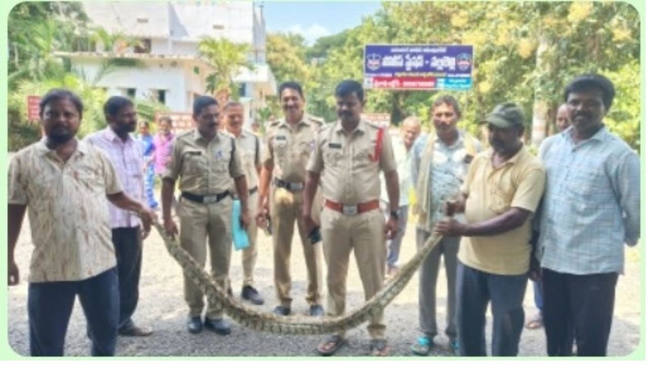 Nallabelli Snake Rescue
