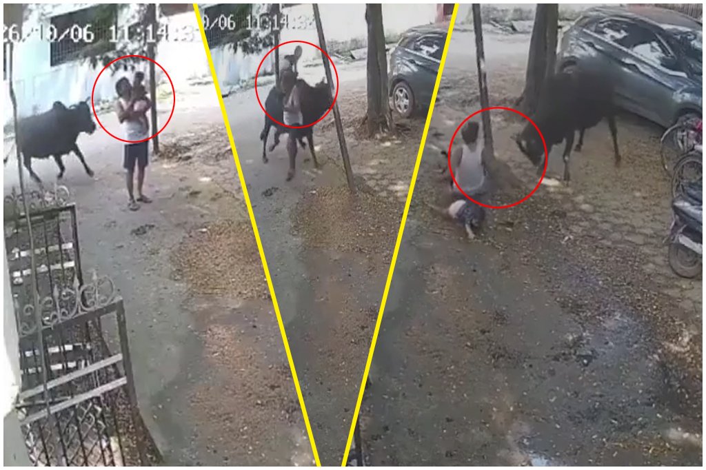 Raipur Bull Attack