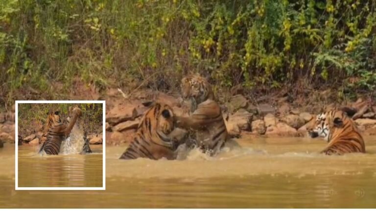 Tiger Safari