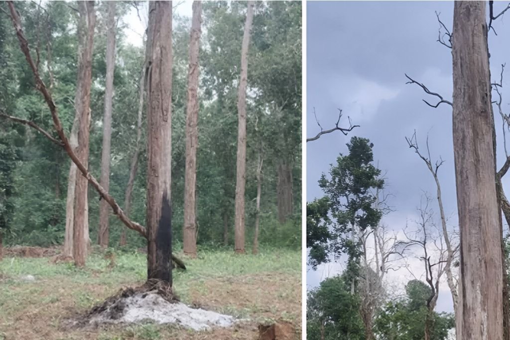 Udanti Sitanadi Tiger Reserve